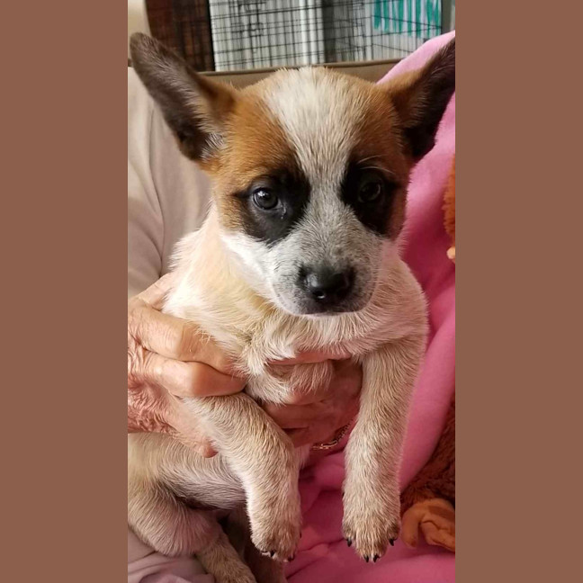 Red Dog Patsy Patsy - Medium Female Australian Cattle Dog Mix Dog in NSW - PetRescue