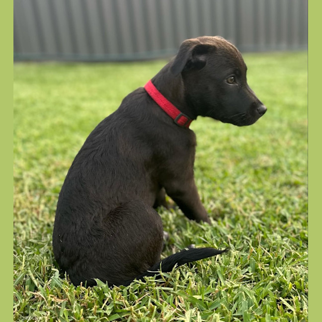 Photo of Gertie   4 Month Old Labrador X (Trial 28/12)