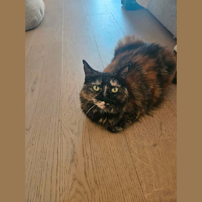 Photo of Gypsy   In Foster Care In Cremorne