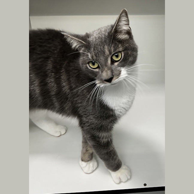 Photo of Smokey