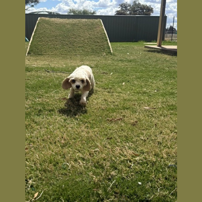 Photo of Gypsy 