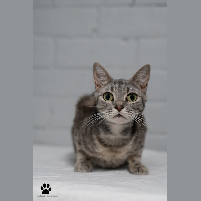 Photo of Barb