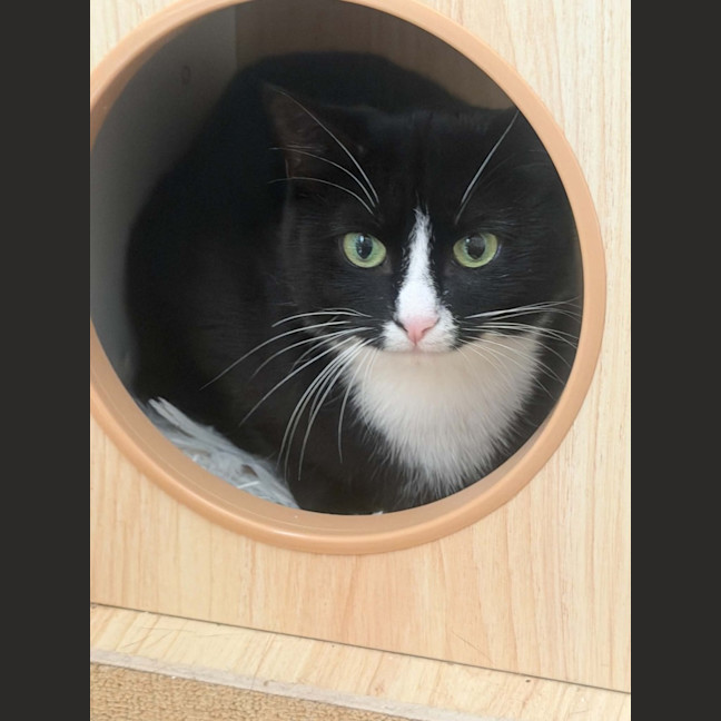 Photo of Maggie *9 Lives Project Rescue*