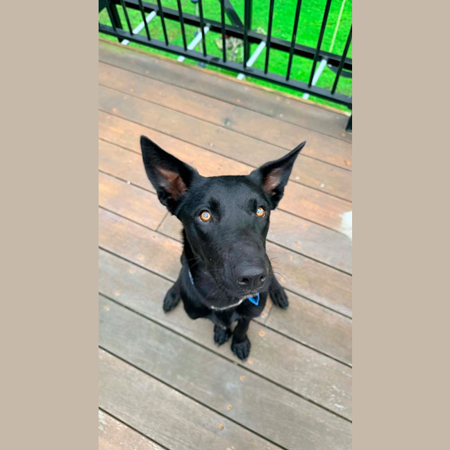 Photo of Harley