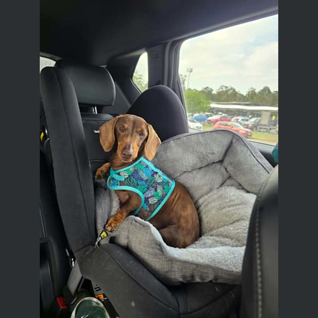 Photo of Piper