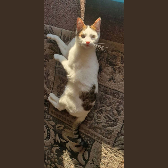 Photo of Shuno (Assisted Rehome)