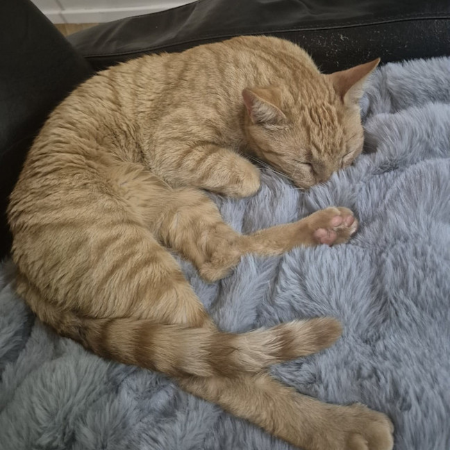 Photo of Cheeto