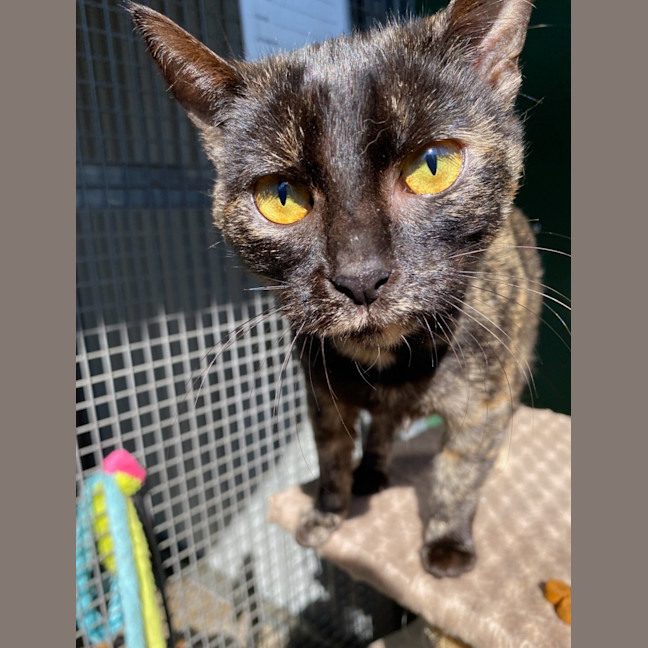 Photo of Cinders