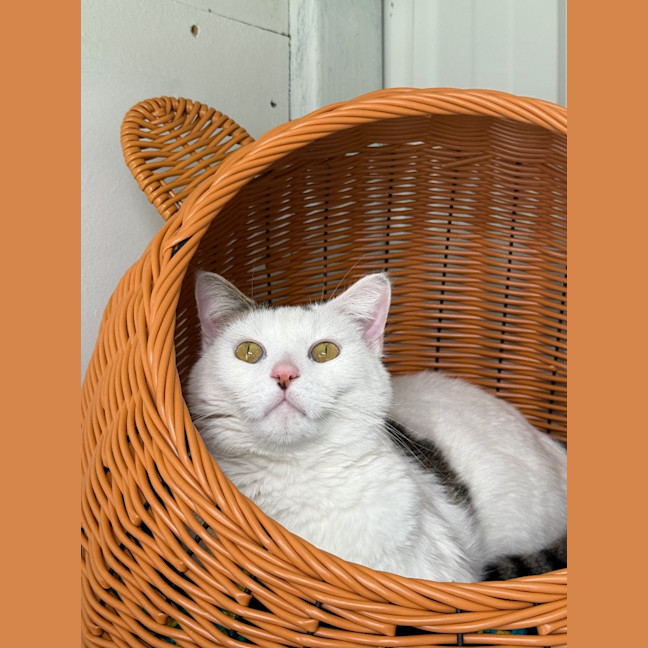 Photo of Bindi