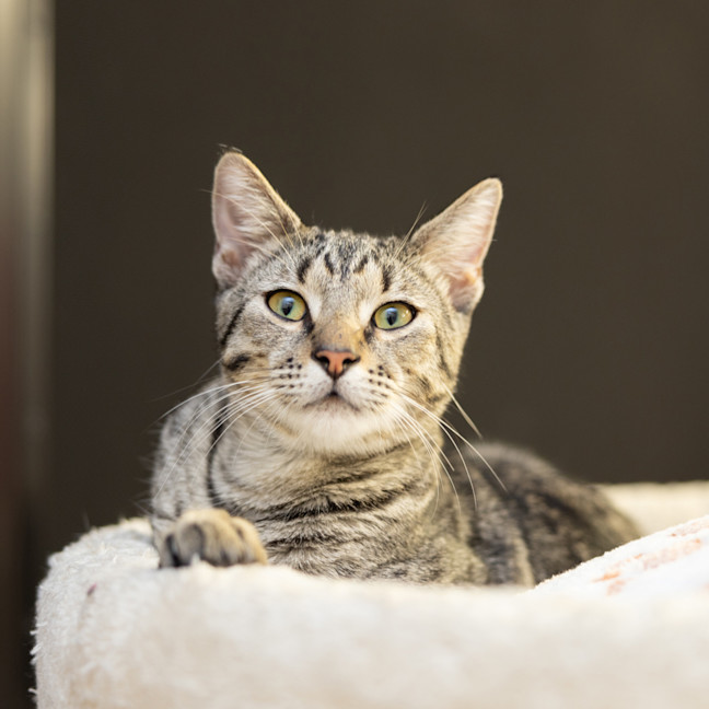 Photo of Tiggs