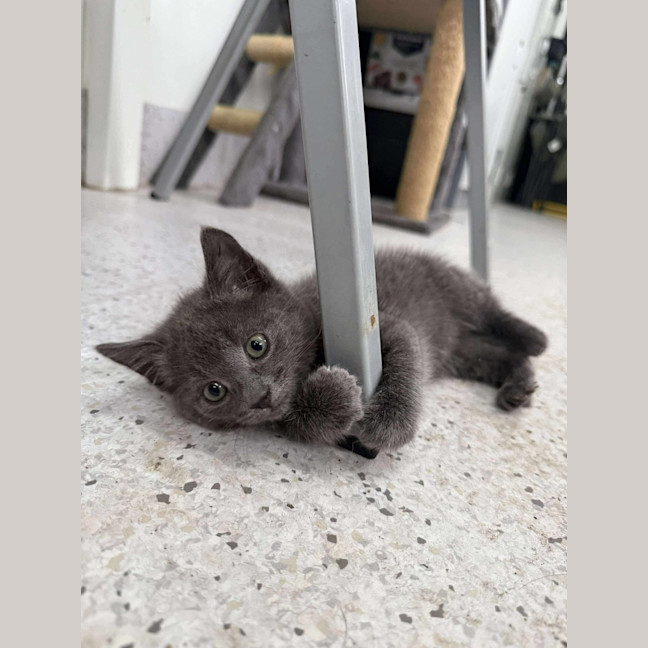 Photo of Pebbles
