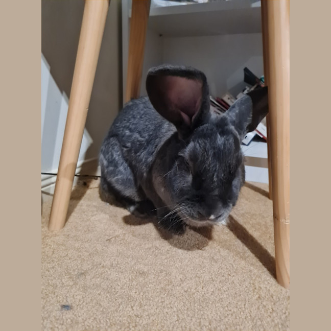 Photo of Cutiepies Lola & Thumper