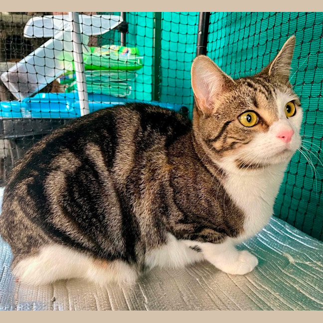 Photo of Judah ** 2nd Chance Cat Rescue **