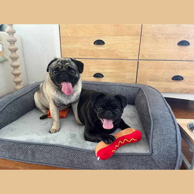 Photo of Milo And Cheeky 🐶