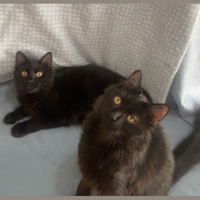 Photo of Wilson (And House)