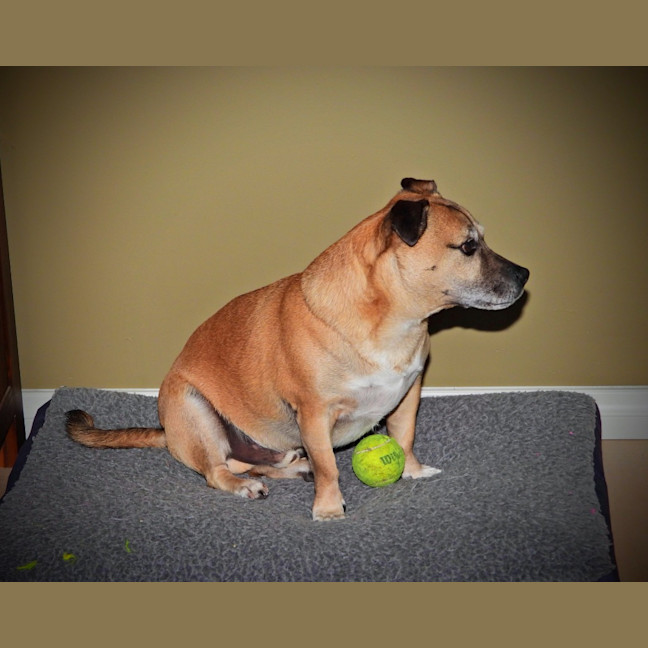 Photo of Barney
