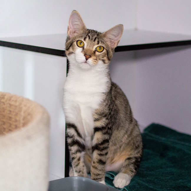 Photo of Snickerdoodle