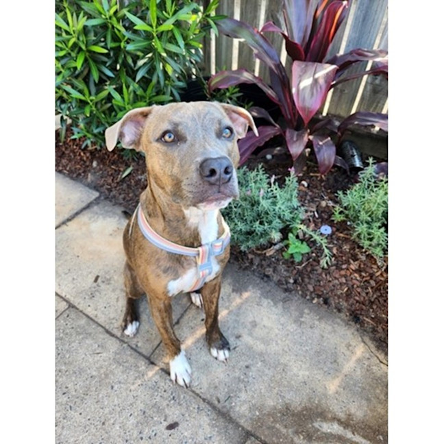 Photo of Tornado *$250 Adoption Fee*