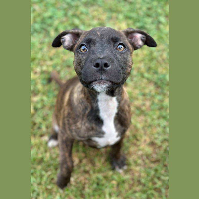 Photo of Sneezy