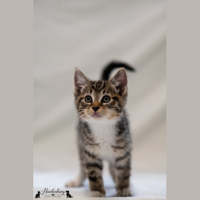Photo of Sully