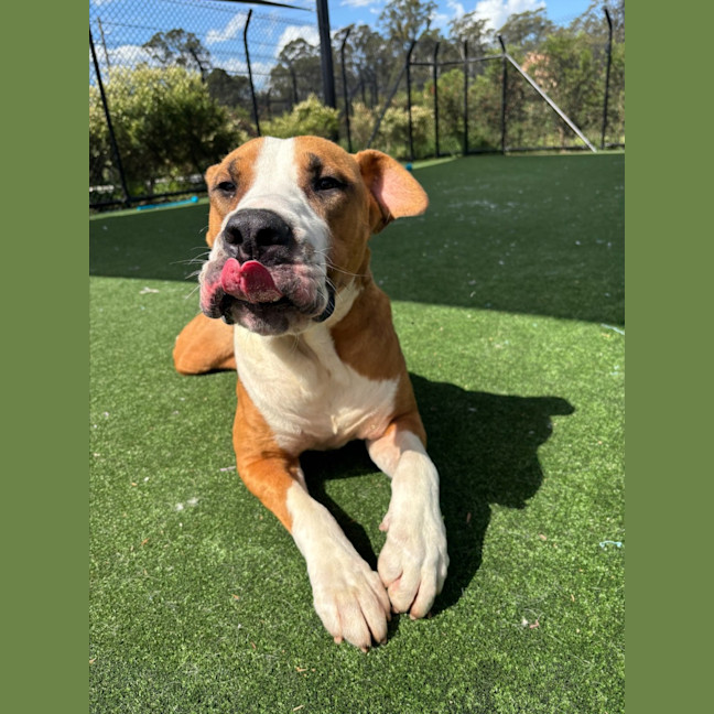 Photo of Boof Imp 1874