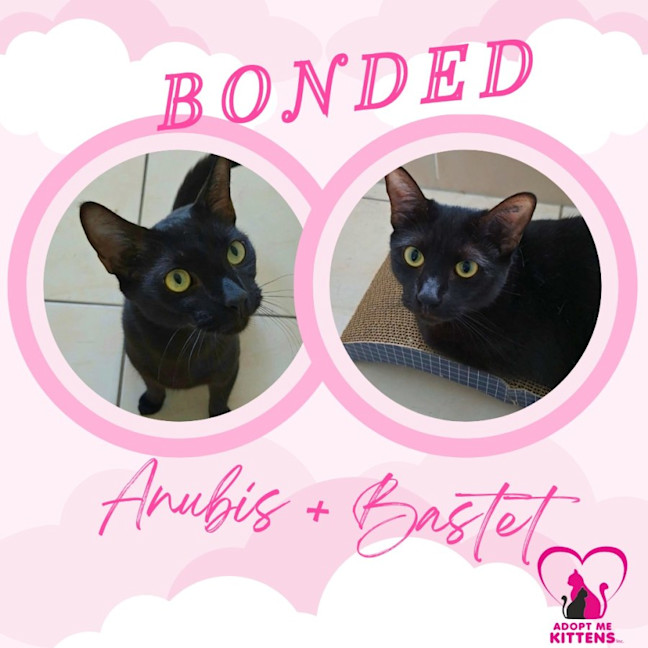 Photo of Anubis & Bastet