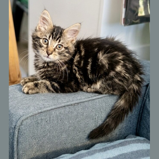 Photo of Toto