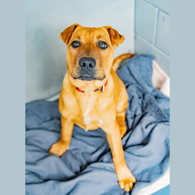 Photo of Cookie