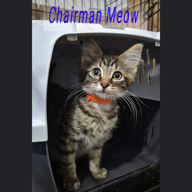 Photo of Chairman Meow