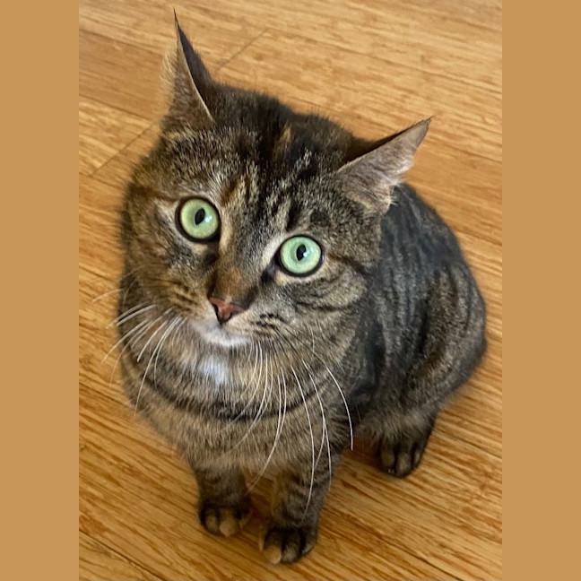 Photo of Shakira Shakytail