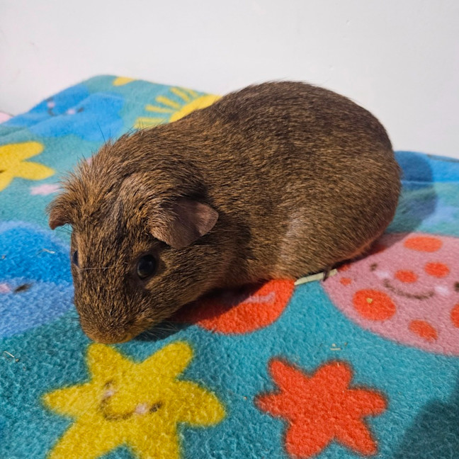 Photo of Beanie