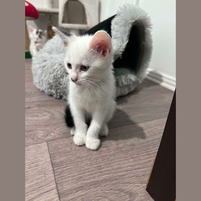 Photo of Odin