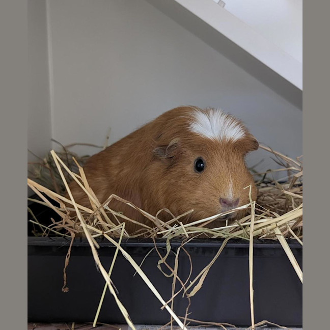 Photo of Clover (Bonded With Leprechaun)