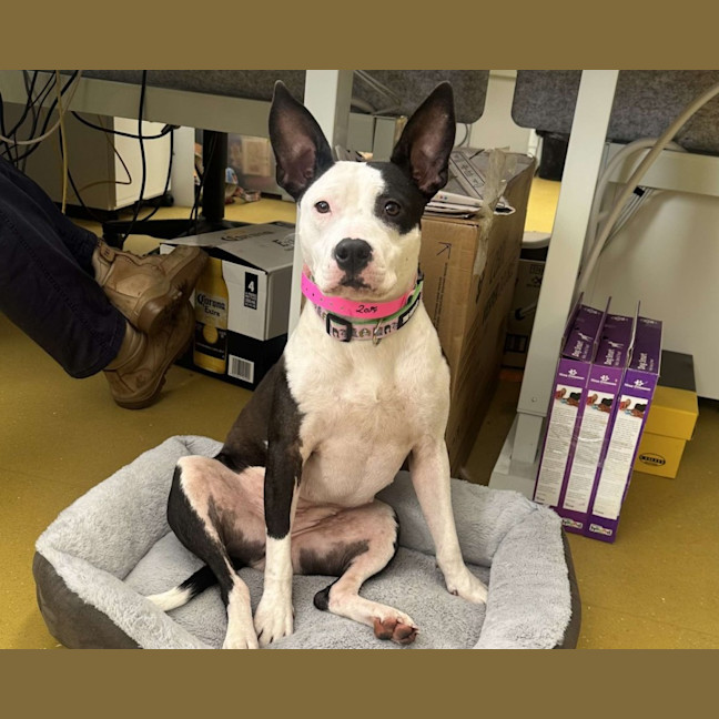 Photo of Missy Moo Imp 2094