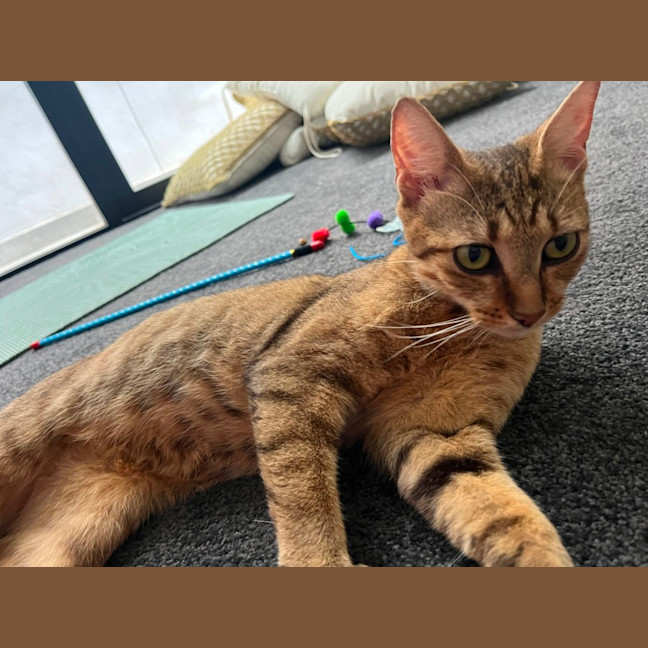 Photo of Sage