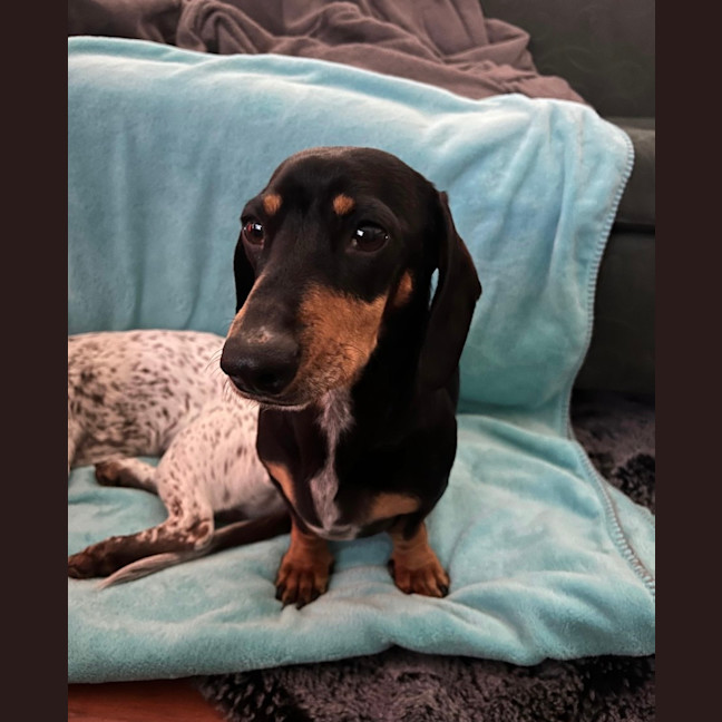 Photo of Scooby   4 Year Old Miniature Dachshund