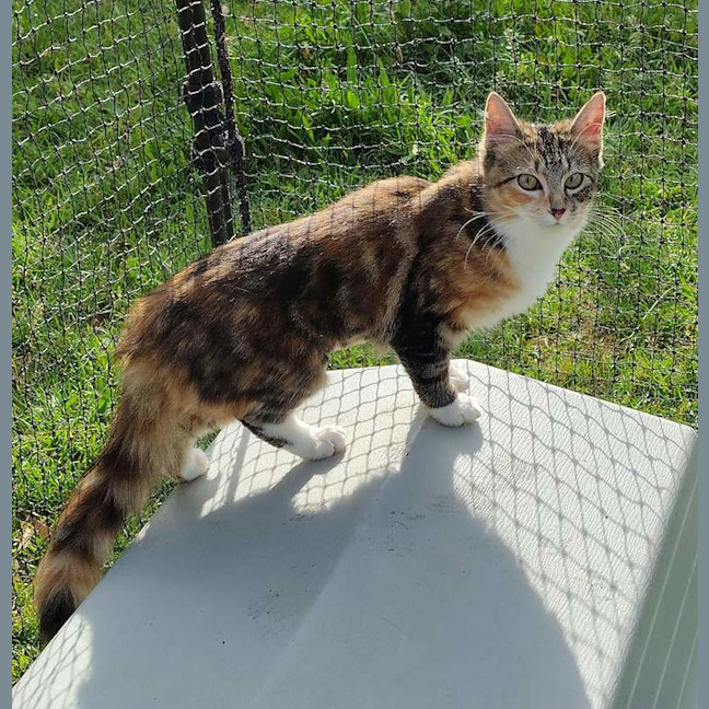 Photo of Henrietta