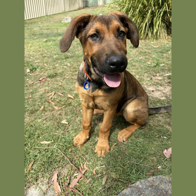 Photo of Emerald   5 Month Old German Shepherd X