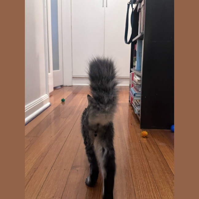 Photo of Bluey