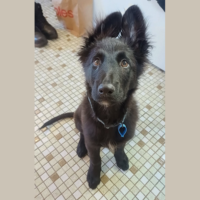 Photo of Dusty