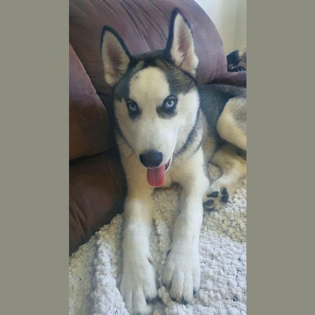 Photo of Cheeko