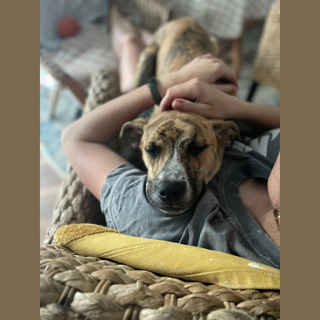 Photo of Pixie   10 Month Old Whippet X (On Trial)