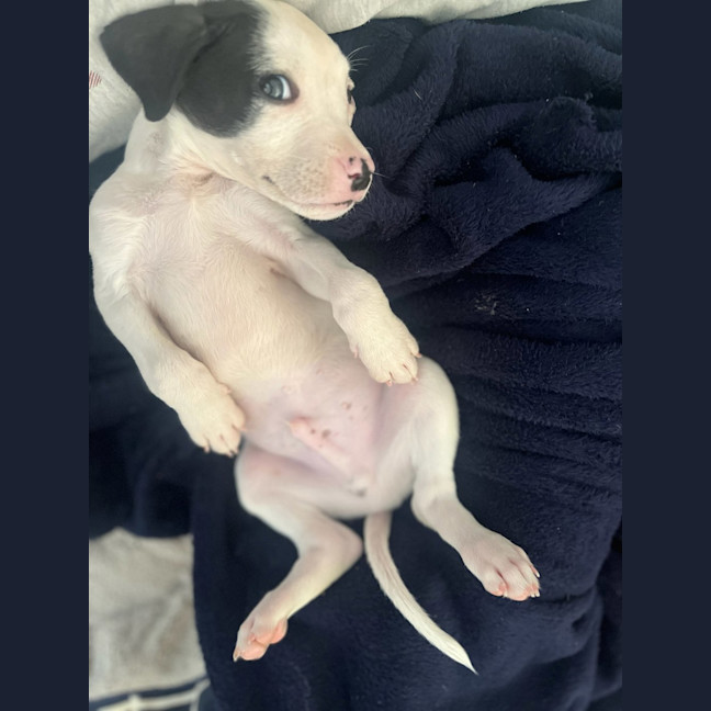 Photo of Abacus Crunch