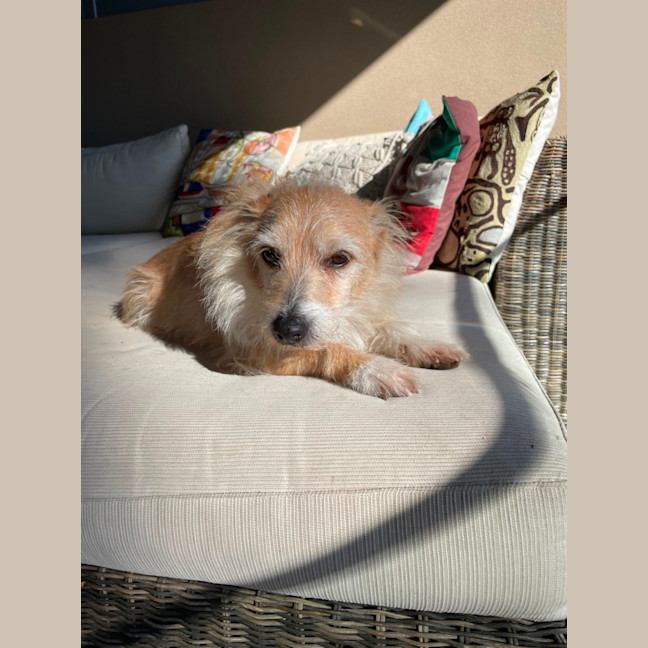 Photo of Toby 