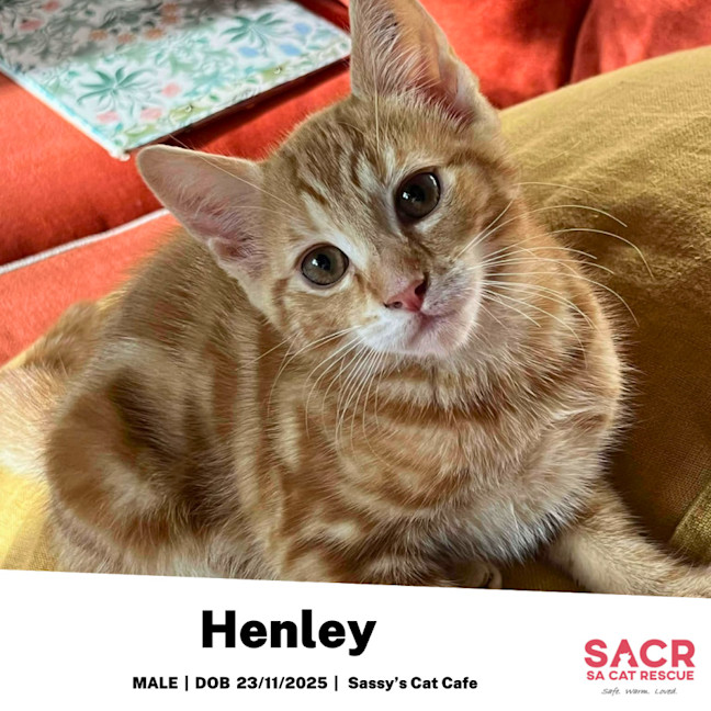 Photo of Henley