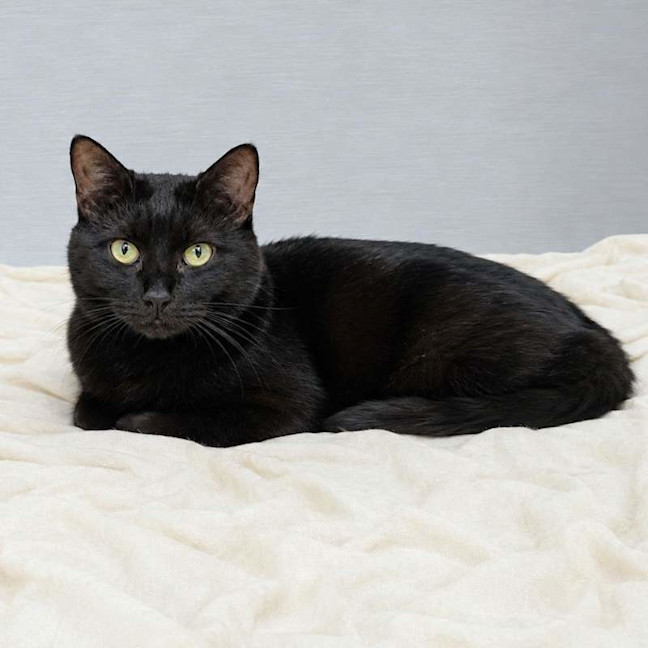 Photo of Kali