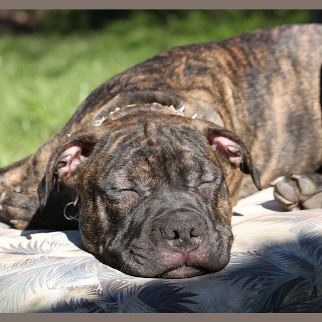 Photo of Staffy Puppies