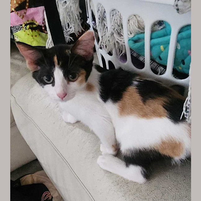 Photo of Calypso 