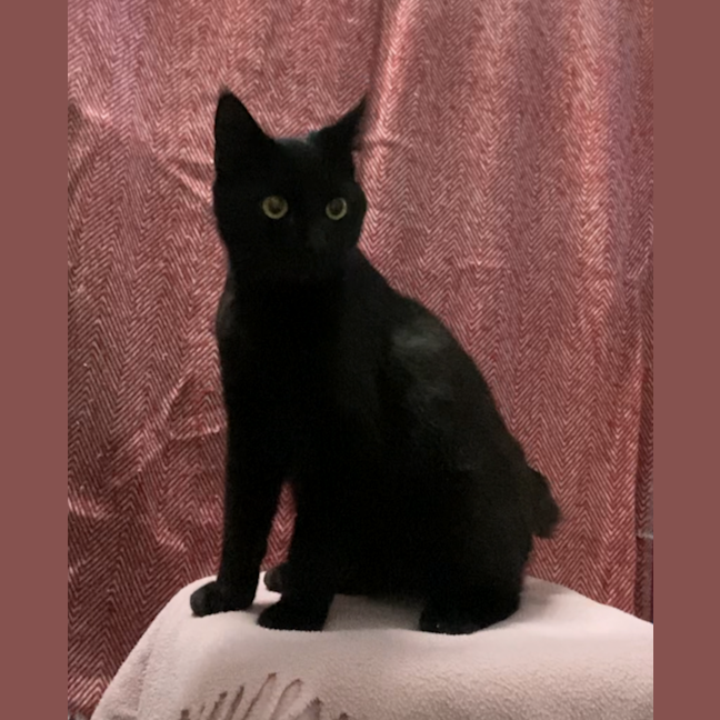 Photo of Sooty
