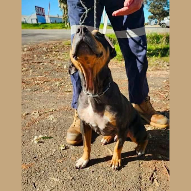 Photo of Schooner